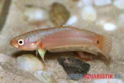 Pallifina-Kampffisch, Betta Pallifina, Paarweise -Aquarienladen Pallifina Kampffisch Betta pallifina 3