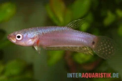 Pallifina-Kampffisch, Betta Pallifina, Paarweise -Aquarienladen Pallifina Kampffisch Betta pallifina 4