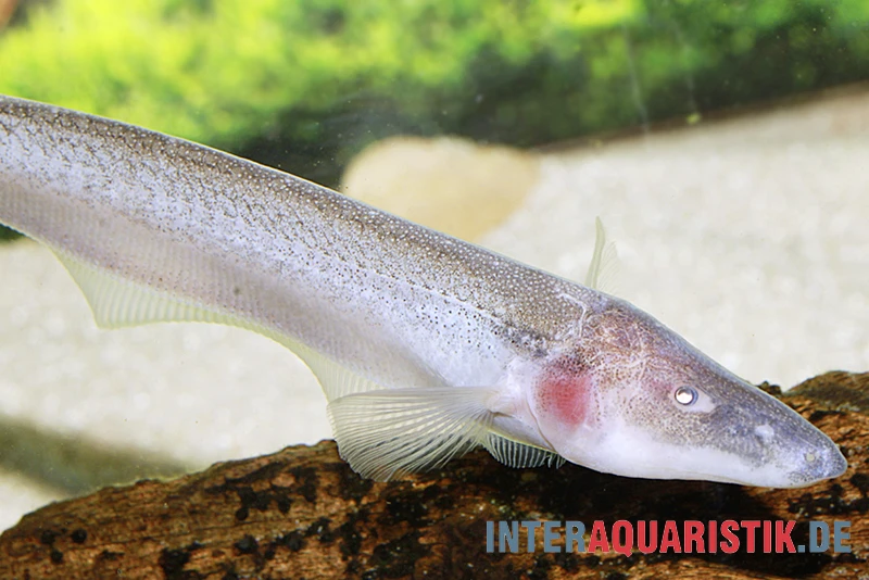 Pelikan-Messerfisch, Compsaraia Samueli 3 Pelikan-Messerfisch, Compsaraia Samueli