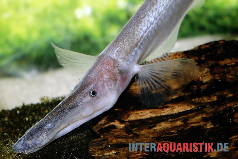 Pelikan-Messerfisch, Compsaraia Samueli 4 Pelikan-Messerfisch, Compsaraia Samueli – Bild 2