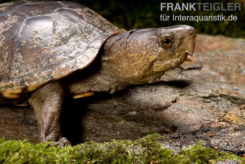 Pennsylvania-Klappschildkröte, Kinosternon Subrubrum 4 Pennsylvania-Klappschildkröte, Kinosternon Subrubrum – Bild 2