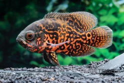 Aquarienladen -Aquarienladen Pfauenaugenbuntbarsch Black Tiger Astronotus ocellatus 1