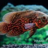 Pfauenaugenbuntbarsch "Black Tiger", Astronotus Ocellatus -Aquarienladen Pfauenaugenbuntbarsch Black Tiger Astronotus ocellatus 2