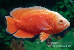 Aquarienladen -Aquarienladen Pfauenaugenbuntbarsch Red Chili Astronotus ocellatus 2