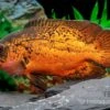 Pfauenaugenbuntbarsch "Smooth Red", Astronotus Ocellatus "Smooth Red" 1 Pfauenaugenbuntbarsch "Smooth Red", Astronotus Ocellatus "Smooth Red" -Aquarienladen Pfauenaugenbuntbarsch Smooth Red Astronotus ocellatus 1
