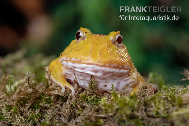 Pikachu-Pacman-Frog, Ceratophrys Cranwelli Pikachu 4 Pikachu-Pacman-Frog, Ceratophrys Cranwelli Pikachu – Bild 2