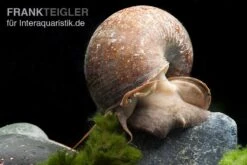 Afrikanische Riesen-Apfelschnecke, Pila Wernei -Aquarienladen Pila wernei 1a