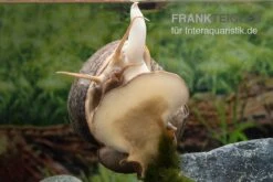 Afrikanische Riesen-Apfelschnecke, Pila Wernei -Aquarienladen Pila wernei 5a