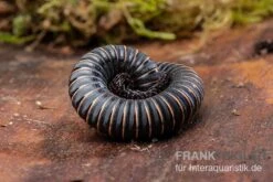 Pink Gestreifter Tausendfüßer, Odontostreptus Sjoestedti -Aquarienladen Pink gestreifter Tausendfuesser Odontostreptus sjoestedti 3