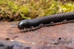 Pink Gestreifter Tausendfüßer, Odontostreptus Sjoestedti -Aquarienladen Pink gestreifter Tausendfuesser Odontostreptus sjoestedti 4