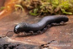 Pink Gestreifter Tausendfüßer, Odontostreptus Sjoestedti -Aquarienladen Pink gestreifter Tausendfuesser Odontostreptus sjoestedti 5