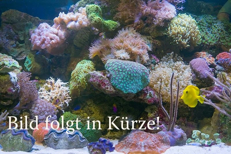 Purpurea-Achatschnecke, Archachatina Purpurea 3 Purpurea-Achatschnecke, Archachatina Purpurea