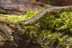 Spanischer Rippenmolch, Pleurodeles Waltl -Aquarienladen Pleurodeles waltl rippenmolch