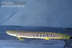 Pollis Flösselhecht, Polypterus Polli -Aquarienladen Pollis Floesselhecht Polypterus polli