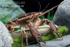 Aquarienladen -Aquarienladen Procambarus ouachitae 2