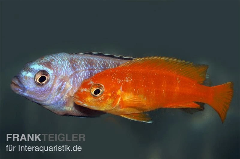 Saulosi Zebramaulbrüter, Pseudotropheus Saulosi "korallenrot" 3 Saulosi Zebramaulbrüter, Pseudotropheus Saulosi "korallenrot"
