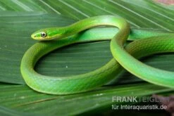 Bestseller 3 Raue Grasnatter, Opheodrys Aestivus