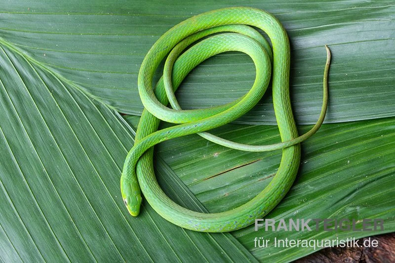 Raue Grasnatter, Opheodrys Aestivus 5 Raue Grasnatter, Opheodrys Aestivus – Bild 3