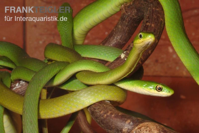 Raue Grasnatter, Opheodrys Aestivus 7 Raue Grasnatter, Opheodrys Aestivus – Bild 5