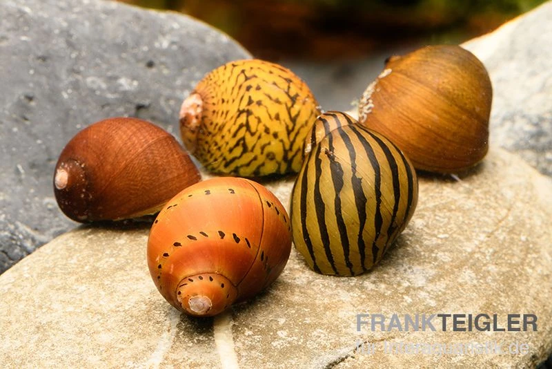 Rennschnecken-Bundle: 5x Rennschnecke Im Farbmix 3 Rennschnecken-Bundle: 5x Rennschnecke Im Farbmix