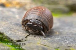 Bestseller 7 Riesenkugler, Castanotherium Sp. Indonesien 1