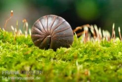 Bestseller -Aquarienladen Riesenkugler Castanotherium sp Indonesien 1 2