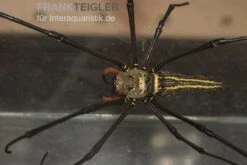 Riesenradnetzspinne, Nephila Maculata 13 Riesenradnetzspinne, Nephila Maculata -Aquarienladen Riesenradnetzspinne Nephila maculata