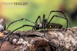 Riesenradnetzspinne, Nephila Maculata 12 Riesenradnetzspinne, Nephila Maculata -Aquarienladen Riesenradnetzspinne Nephila maculata 5