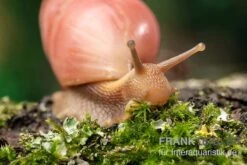 Rote Hausschnecke, Limicolaria Sp. "Deep Red" 9 Rote Hausschnecke, Limicolaria Sp. "Deep Red" -Aquarienladen Rote Hausschnecke Limicolaria sp Deep Red 4