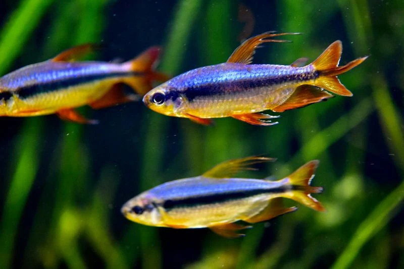 Roter Kongosalmler, Alestopetersius Brichardi 3 Roter Kongosalmler, Alestopetersius Brichardi