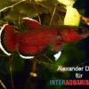 Roter Laubkampffisch, Betta Channoides 2 Roter Laubkampffisch, Betta Channoides -Aquarienladen Roter Laubkampffisch Betta channoides 1