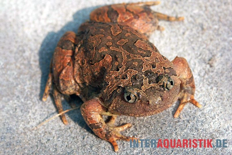 Roter Malaysischer Ochsenfroch, Calluella Guttulata 3 Roter Malaysischer Ochsenfroch, Calluella Guttulata