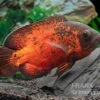 Roter Oscar, Pfauenaugenbuntbarsch, Astronotus Ocellatus -Aquarienladen Roter Oscar Pfauenaugenbuntbarsch Astronotus ocellatus 1