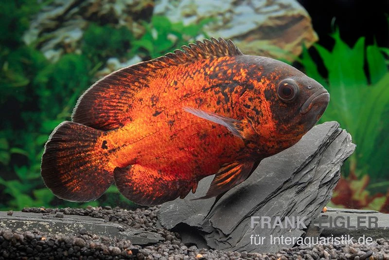 Roter Oscar, Pfauenaugenbuntbarsch, Astronotus Ocellatus 3 Roter Oscar, Pfauenaugenbuntbarsch, Astronotus Ocellatus