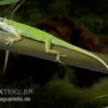 Rotkehlanolis, Anolis Carolinensis 1 Rotkehlanolis, Anolis Carolinensis -Aquarienladen Rotkehlanolis Anolis carolinensis 1