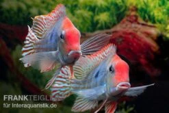 Aquarienladen -Aquarienladen Rotkopf Erdfresser Geophagus sp TAPAJOS 2