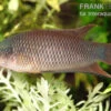 Rotrücken-Makropode, Macropodus Erythropterus