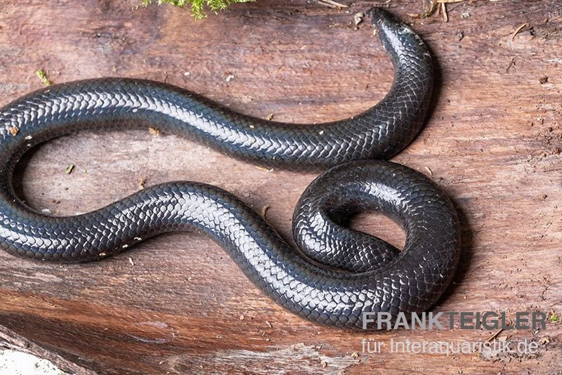 Rotschwanz-Walzenschlange, Cylindrophis Ruffus 4 Rotschwanz-Walzenschlange, Cylindrophis Ruffus – Bild 2