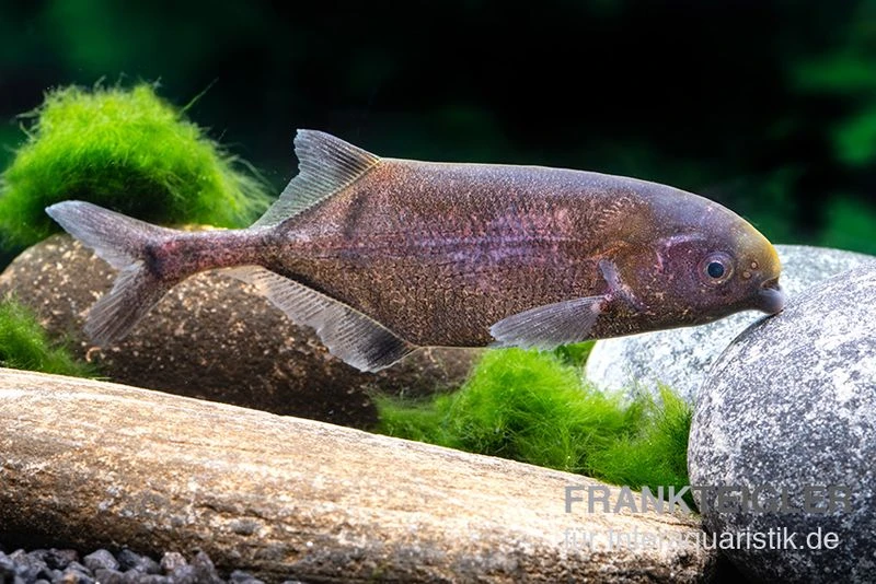 Rundnasen-Zwergnilhecht, Pollimyrus Isidori 3 Rundnasen-Zwergnilhecht, Pollimyrus Isidori