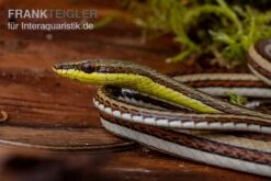 Sandrenn-Natter, Psammophis Elegans 7 Sandrenn-Natter, Psammophis Elegans -Aquarienladen Sandrenn Natter Psammophis elegans 03
