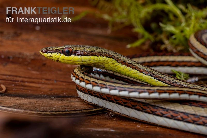 Sandrenn-Natter, Psammophis Elegans 5 Sandrenn-Natter, Psammophis Elegans – Bild 3