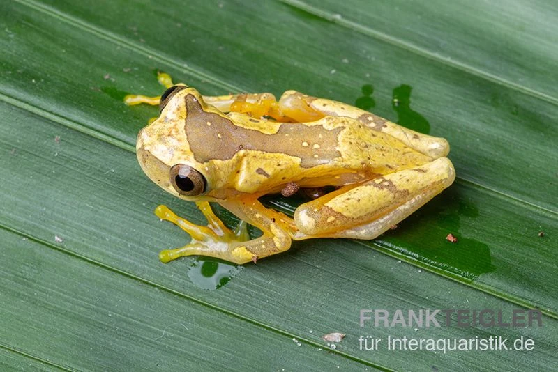 Sanduhr-Laubfrosch, Dendropsophus Ebraccatus 4 Sanduhr-Laubfrosch, Dendropsophus Ebraccatus – Bild 2