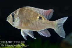 Aquarienladen -Aquarienladen Schwanzstreifenbuntbarsch Biotodoma cupido 1