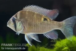 Schwanzstreifenbuntbarsch, Biotodoma Cupido 9 Schwanzstreifenbuntbarsch, Biotodoma Cupido -Aquarienladen Schwanzstreifenbuntbarsch Biotodoma cupido 2