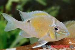 Schwanzstreifenbuntbarsch, Biotodoma Cupido 8 Schwanzstreifenbuntbarsch, Biotodoma Cupido -Aquarienladen Schwanzstreifenbuntbarsch Biotodoma cupido Maennchen 2