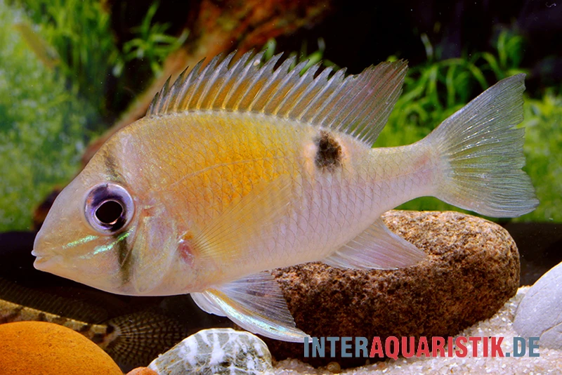 Schwanzstreifenbuntbarsch, Biotodoma Cupido 3 Schwanzstreifenbuntbarsch, Biotodoma Cupido