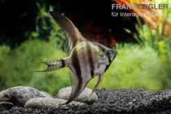 Schwarzblauer Skalar, Pterophyllum Scalare -Aquarienladen Schwarzblauer Skalar Pterophyllum scalare 3