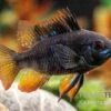 Schwarzer Schmetterlingsbuntbarsch, XL Microgeophagus Ramirezi "Black" -Aquarienladen Schwarzer Schmetterlingsbuntbarsch 2