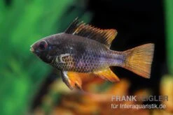 Schwarzer Schmetterlingsbuntbarsch, XL Microgeophagus Ramirezi "Black" -Aquarienladen Schwarzer Schmetterlingsbuntbarsch 3
