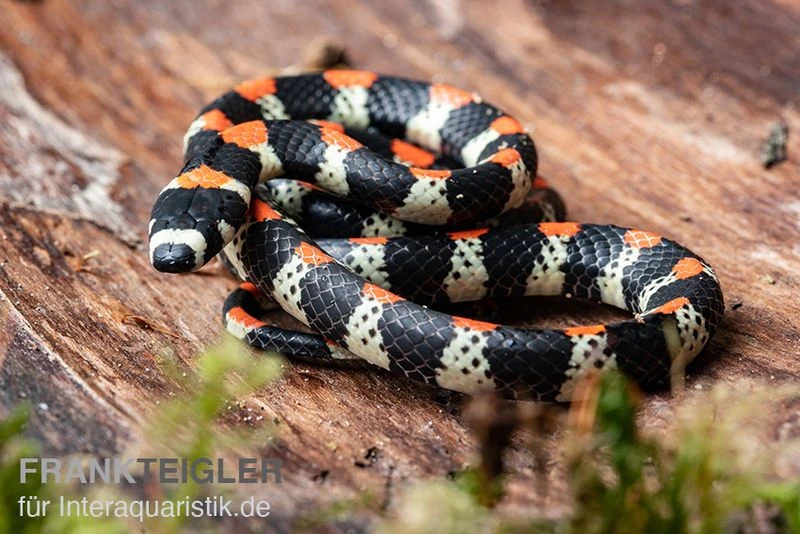 Schwarzgebänderte Wühltrugnatter, Scolecophis Atrocinctus 4 Schwarzgebänderte Wühltrugnatter, Scolecophis Atrocinctus – Bild 2